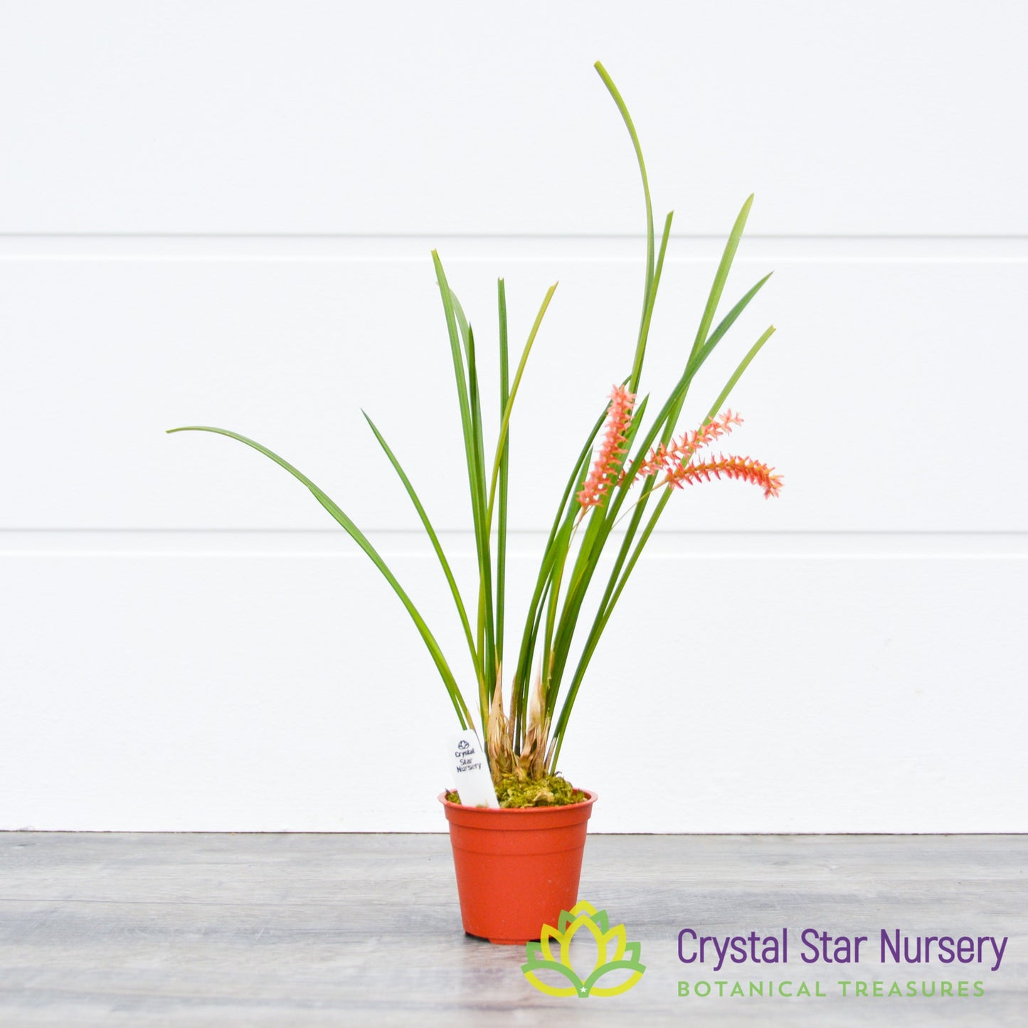 Dendrochilum Wenzelii 'Jennifer'