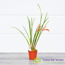 Dendrochilum Wenzelii 'Jennifer'