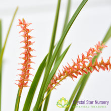 Dendrochilum Wenzelii 'Jennifer'