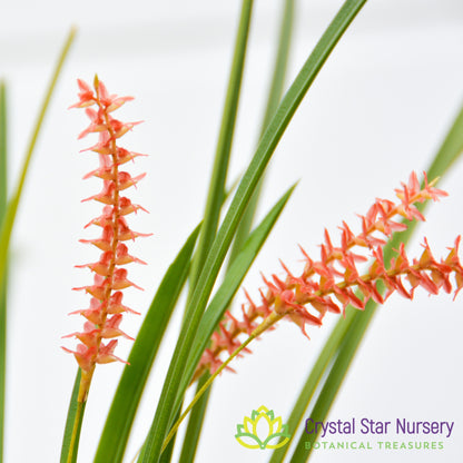 Dendrochilum Wenzelii 'Jennifer'