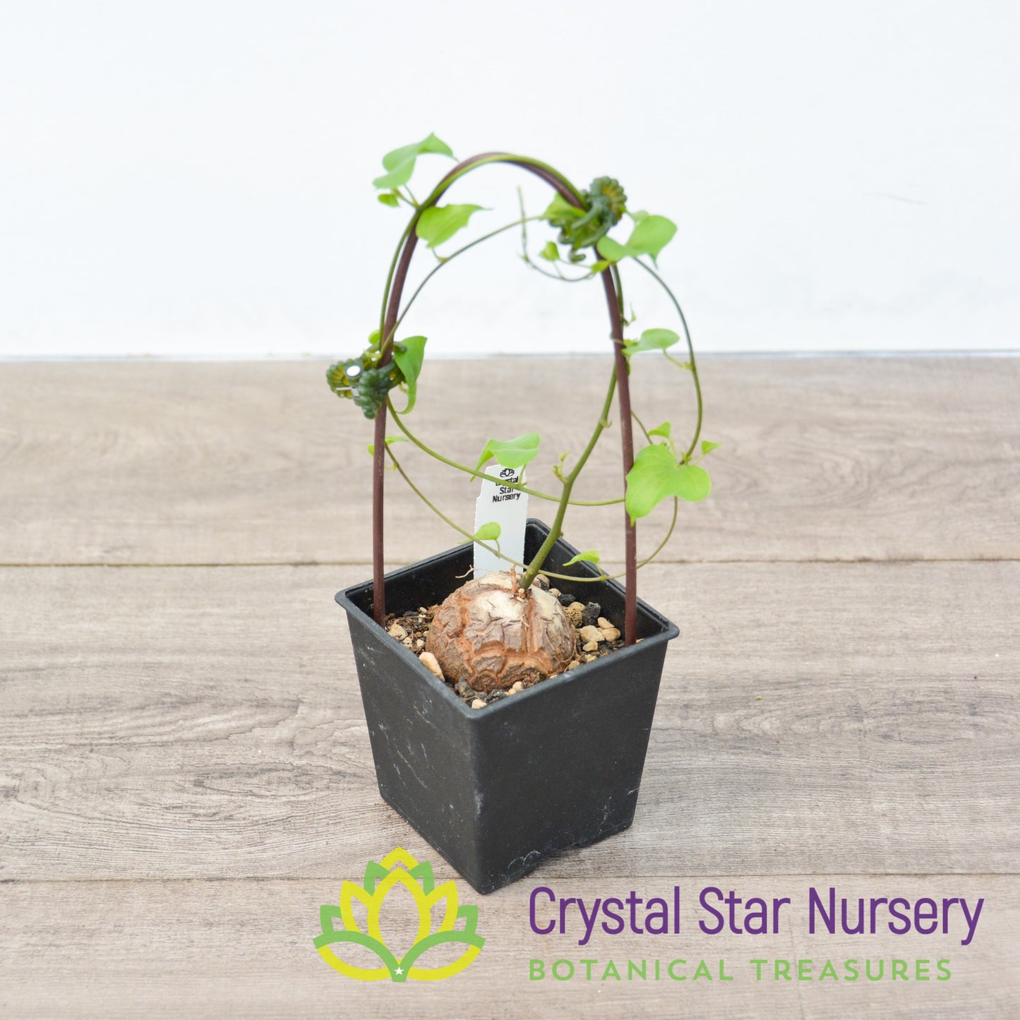 Dioscorea Elephantipes