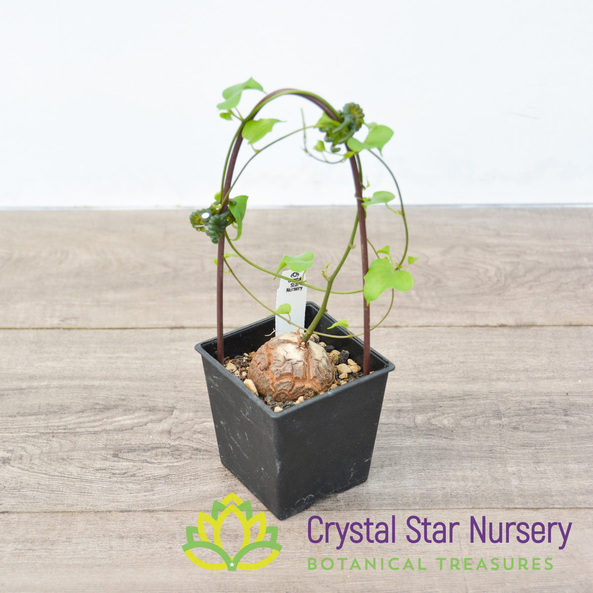 Dioscorea Elephantipes