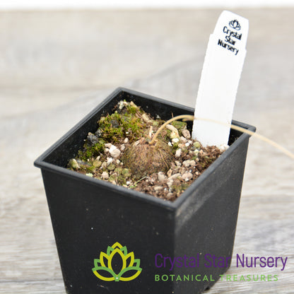 Dioscorea mexicana