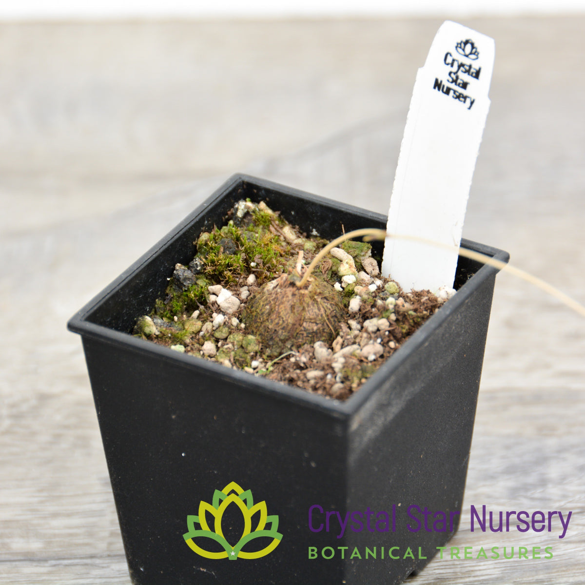 Dioscorea Mexicana