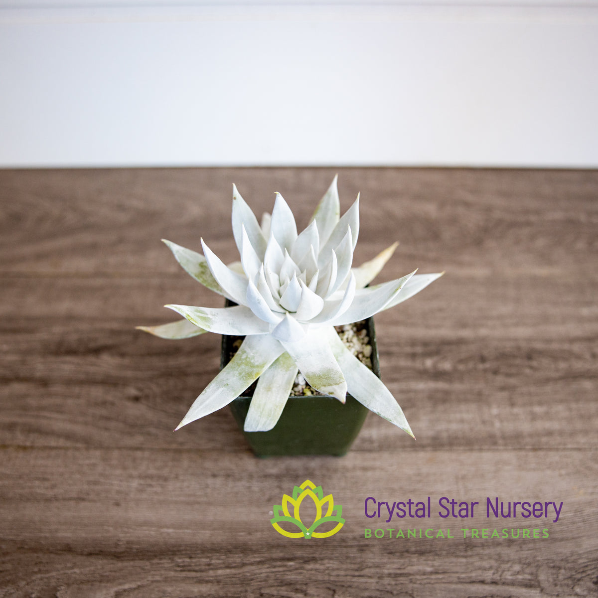 Dudleya brittonii