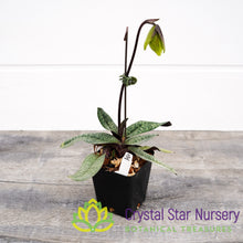 Paphiopedilum Norito Hasegawa