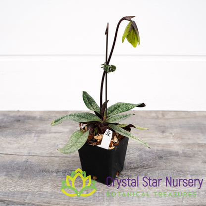 Paphiopedilum Norito Hasegawa