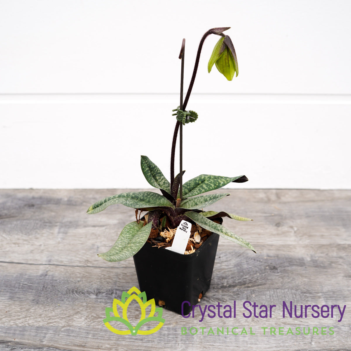 Paphiopedilum Norito Hasegawa