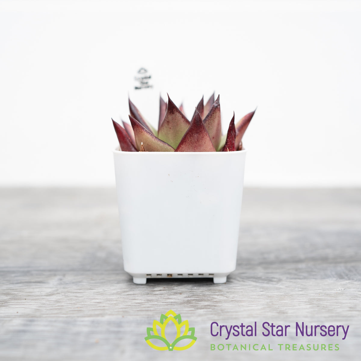 Echeveria Agavoides Ebony