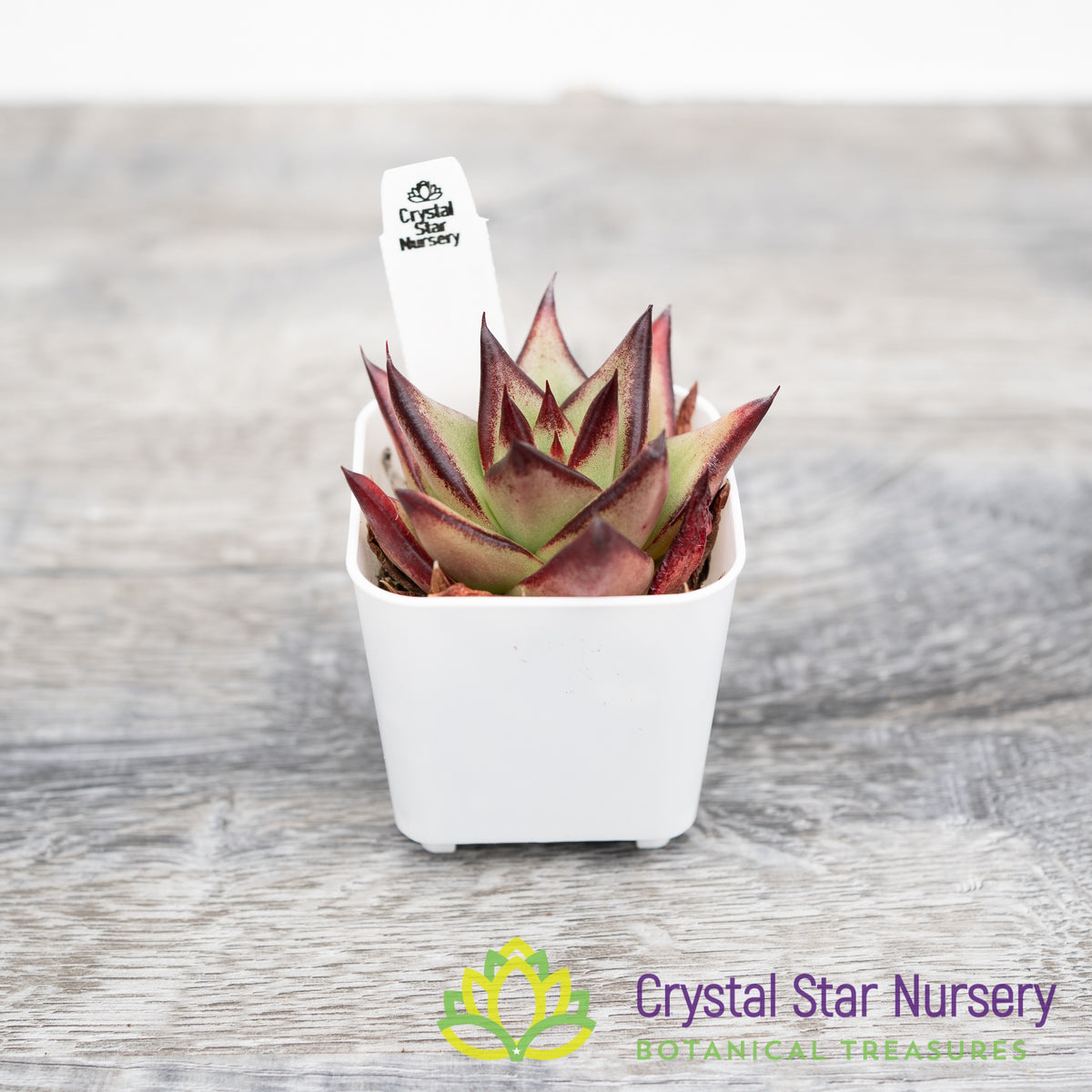 Echeveria Agavoides Ebony