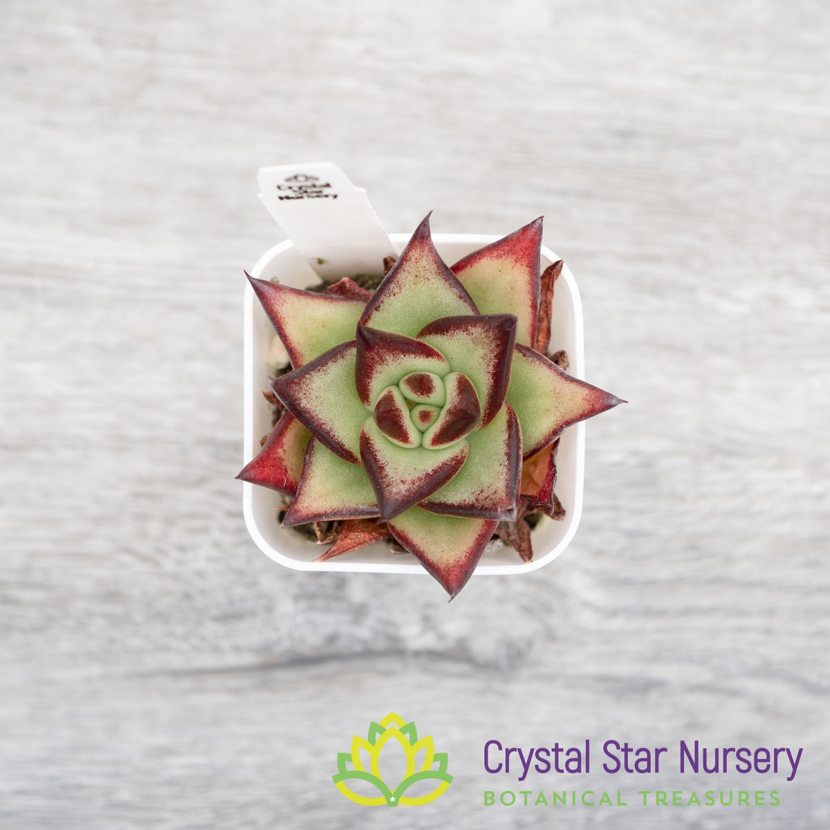 Echeveria Agavoides Ebony