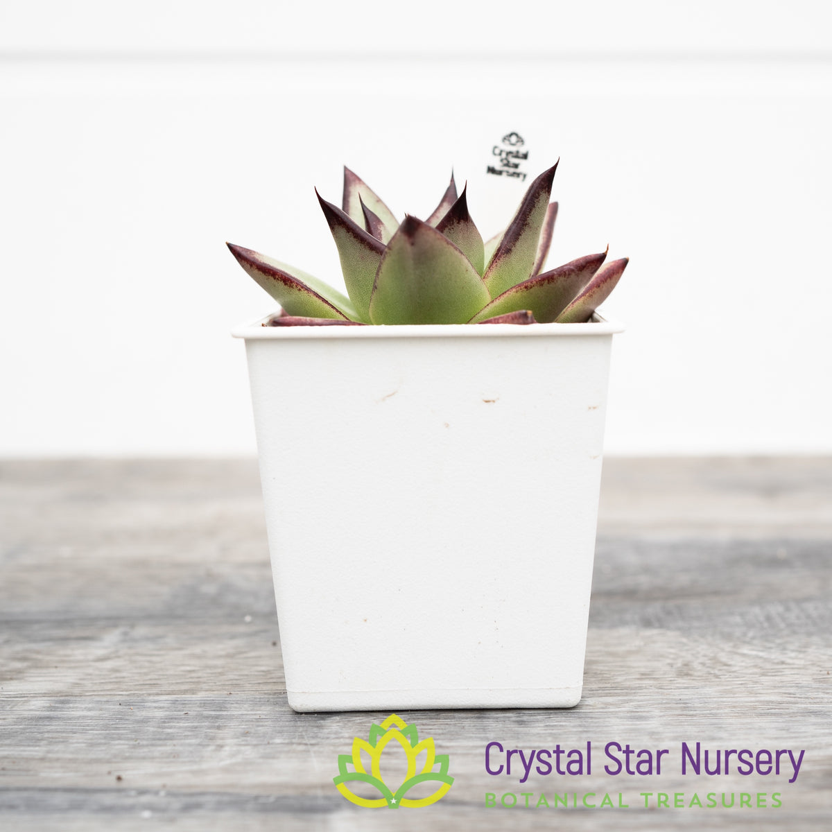 Echeveria Agavoides Ebony