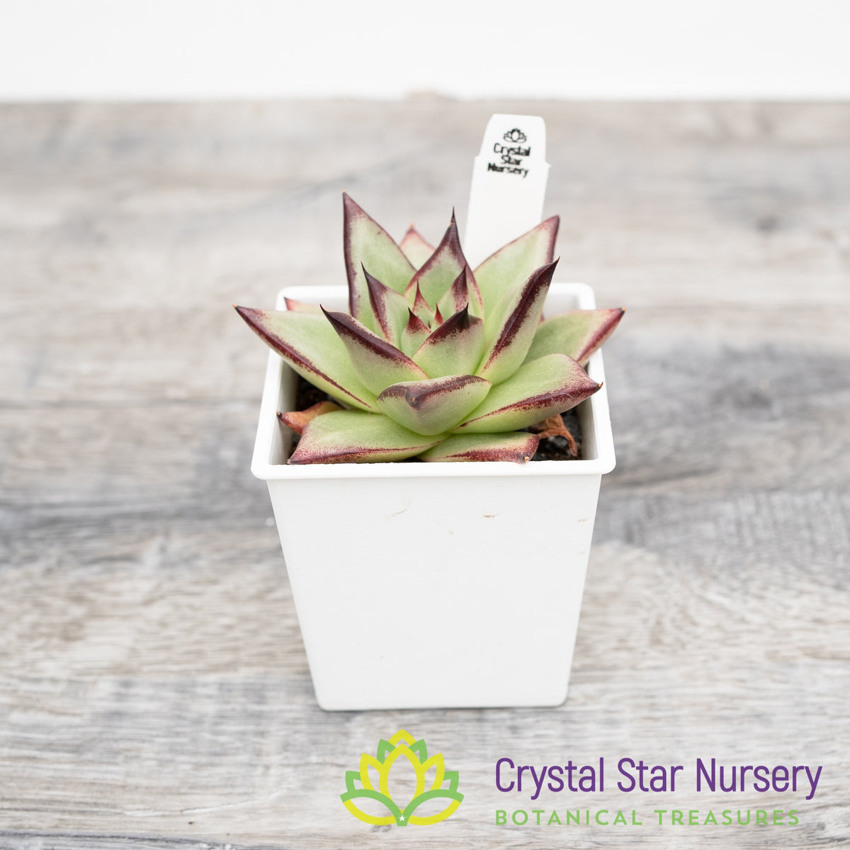 Echeveria Agavoides Ebony
