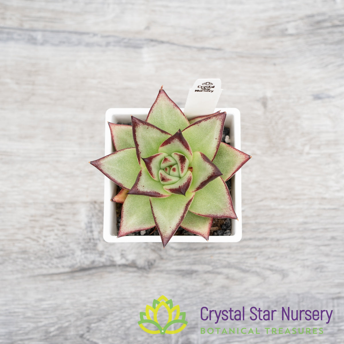 Echeveria Agavoides Ebony
