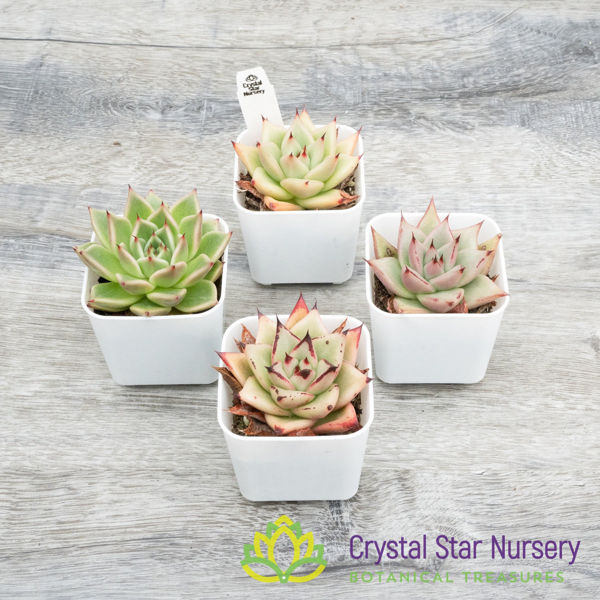 Echeveria Agavoides Ebony sp. Hybrid Seedling