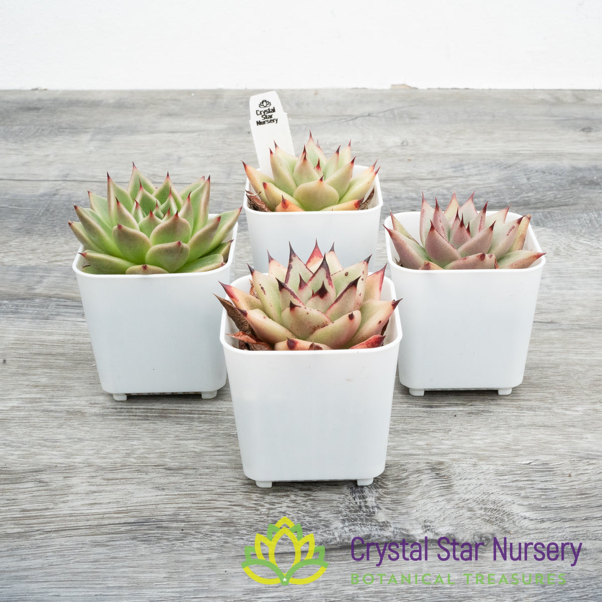 Echeveria Agavoides Ebony sp. Hybrid Seedling