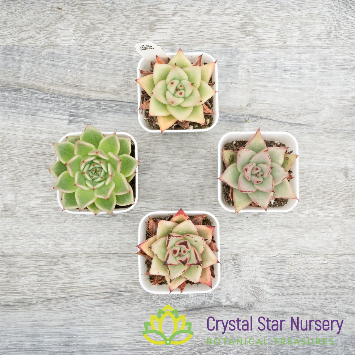 Echeveria Agavoides Ebony sp. Hybrid Seedling