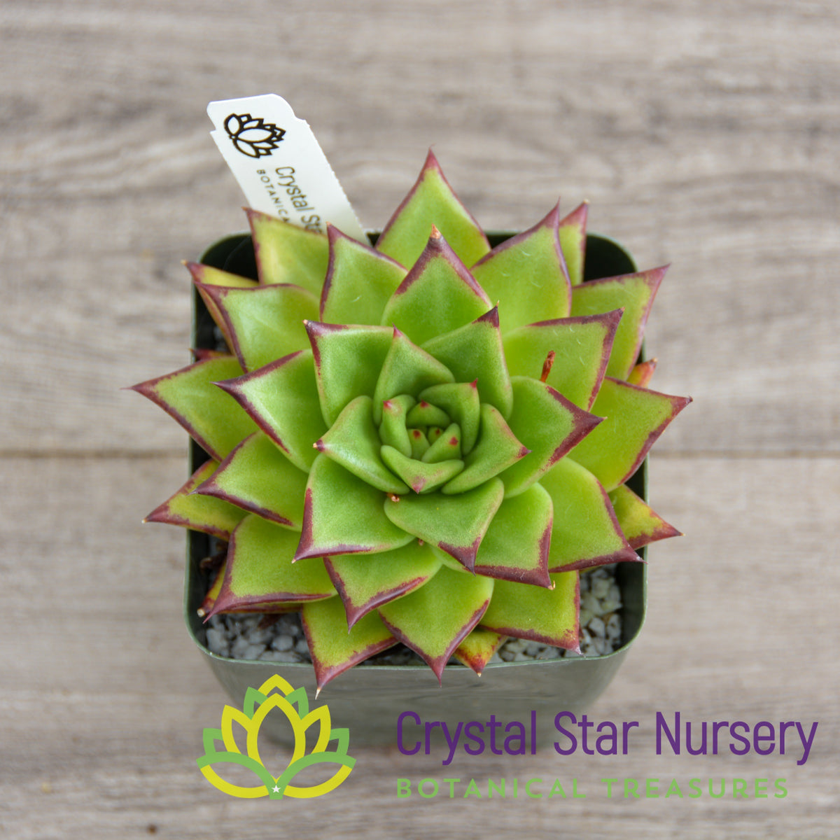 Echeveria Agavoides &#39;Lipstick&#39;