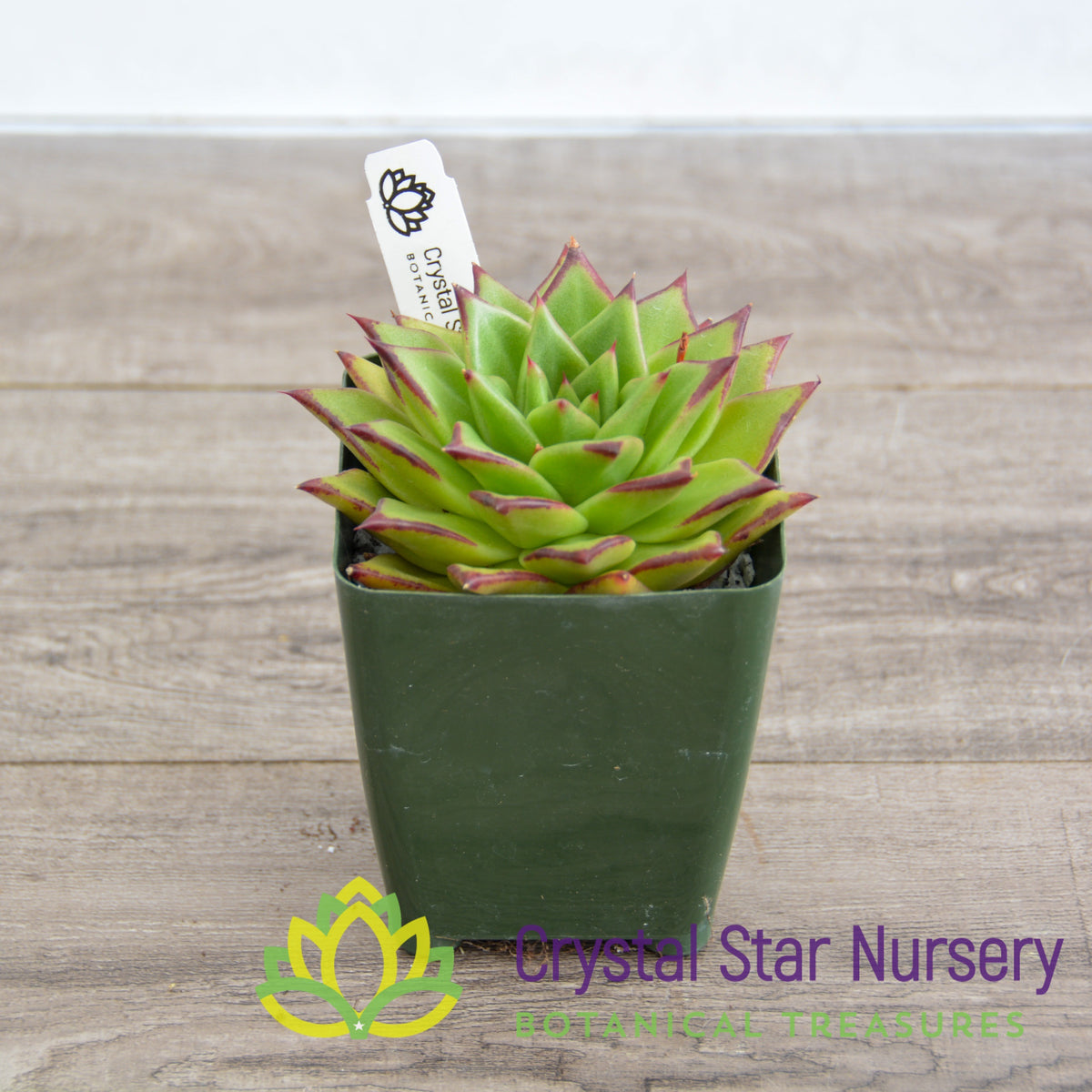 Echeveria Agavoides &#39;Lipstick&#39;