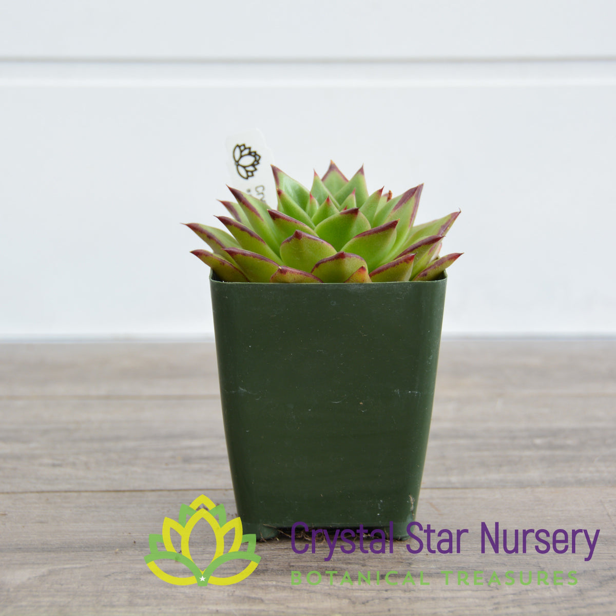 Echeveria Agavoides &#39;Lipstick&#39;