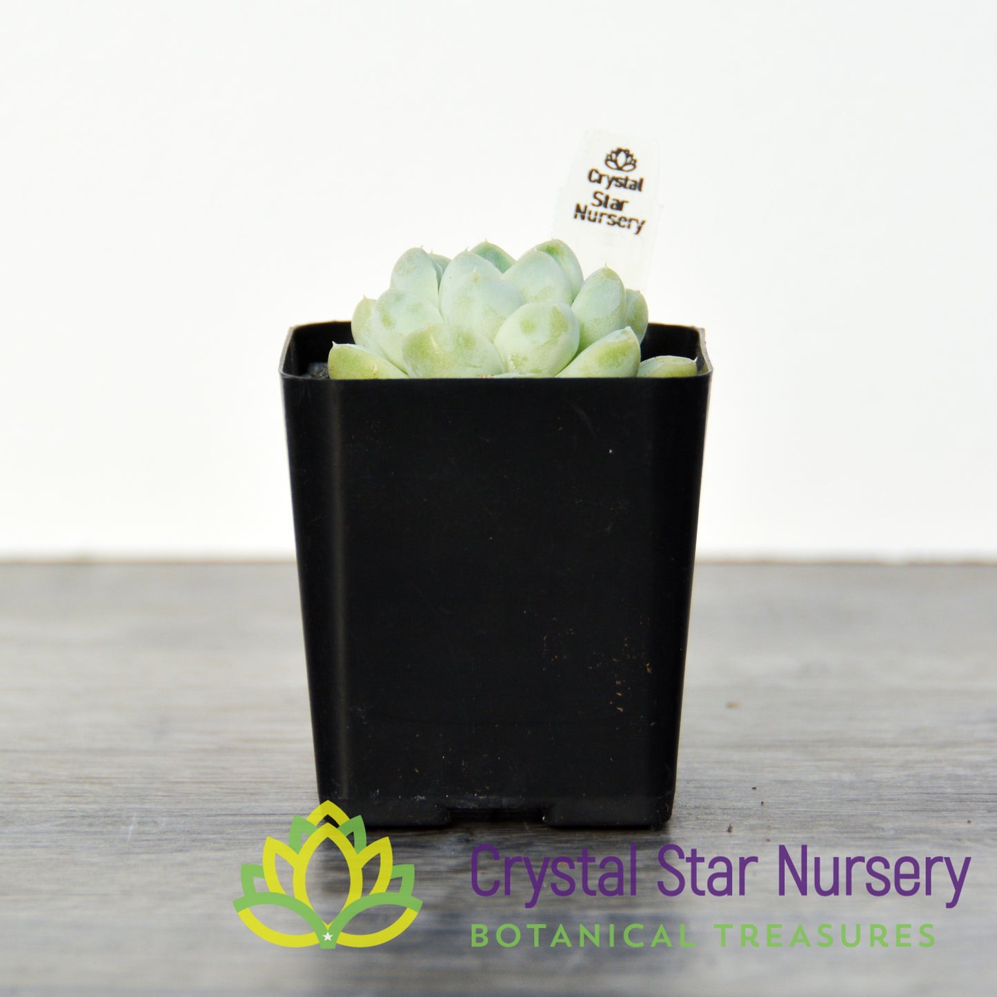 Echeveria Albicans