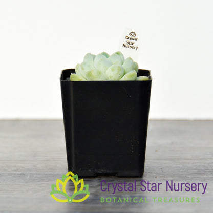 Echeveria Albicans
