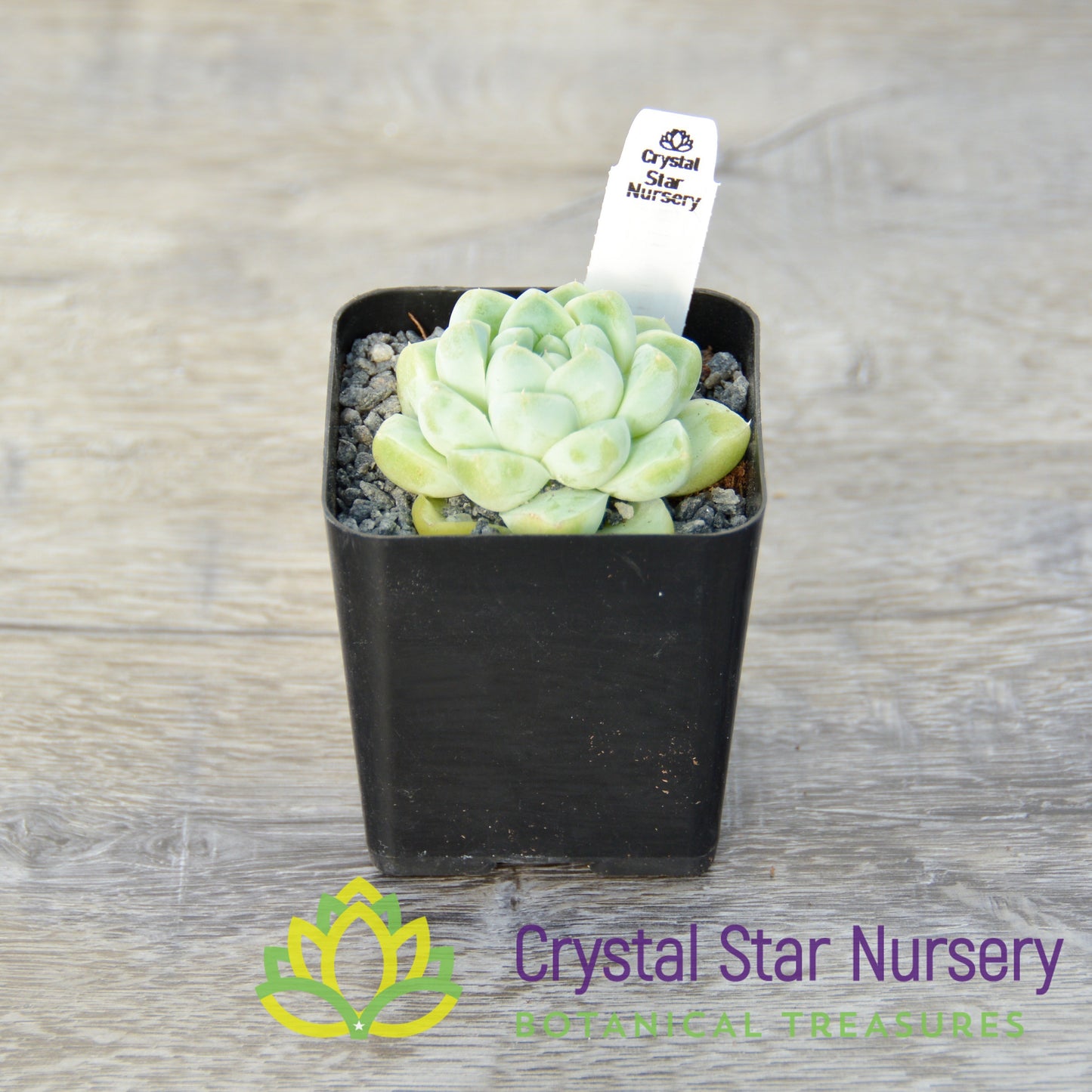 Echeveria Albicans