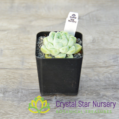 Echeveria Albicans
