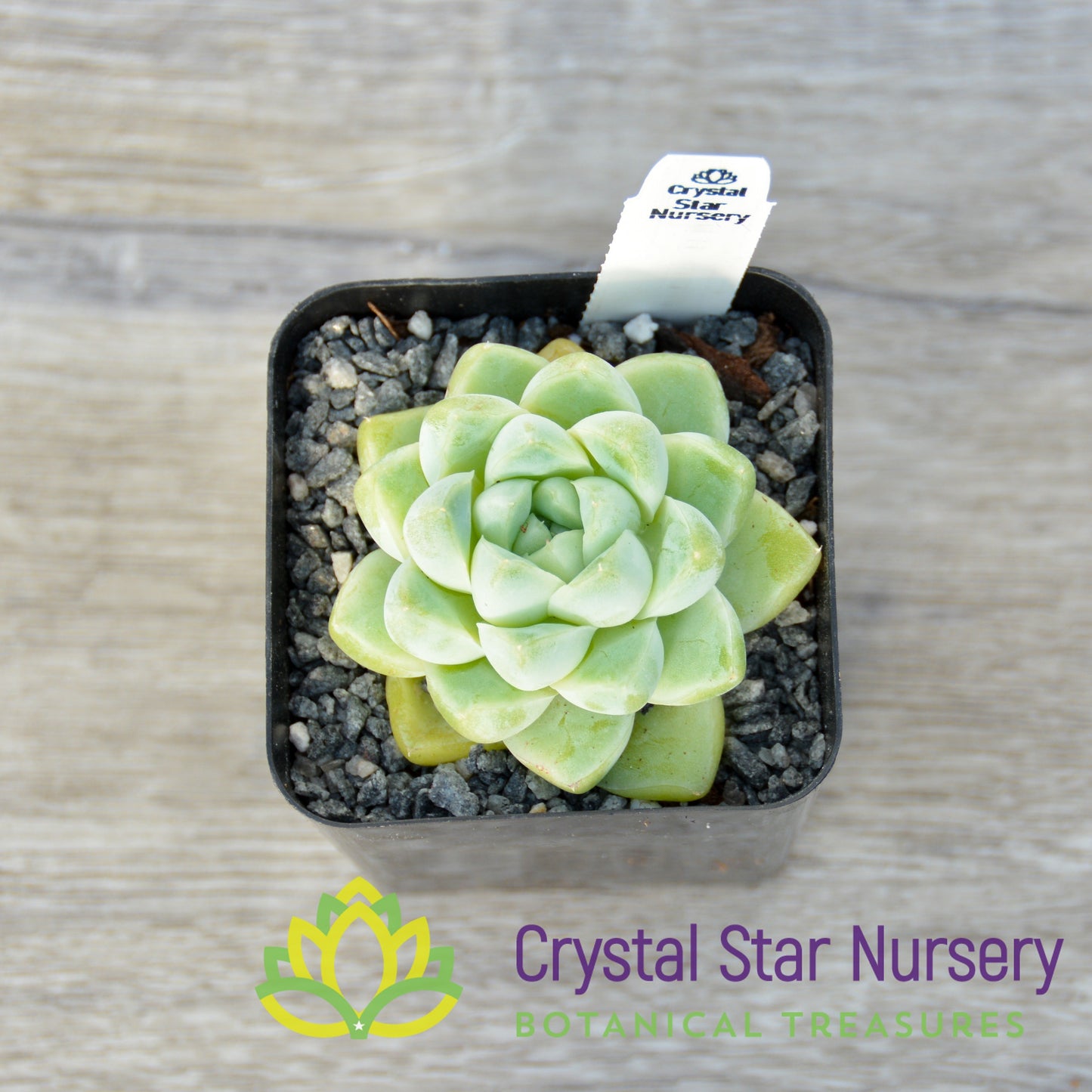 Echeveria Albicans