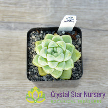 Echeveria Albicans