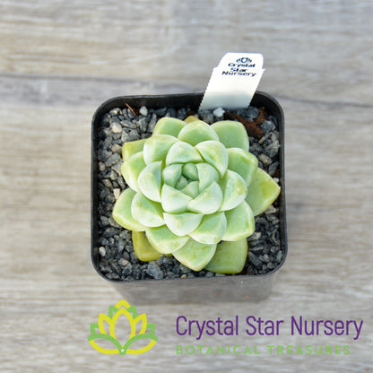 Echeveria Albicans