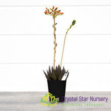 Echeveria Black Knight