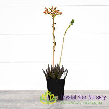 Echeveria Black Knight