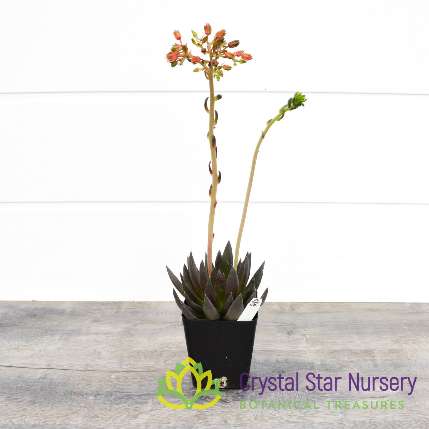 Echeveria Black Knight