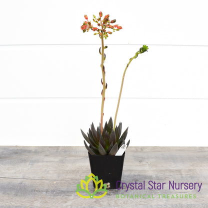 Echeveria Black Knight
