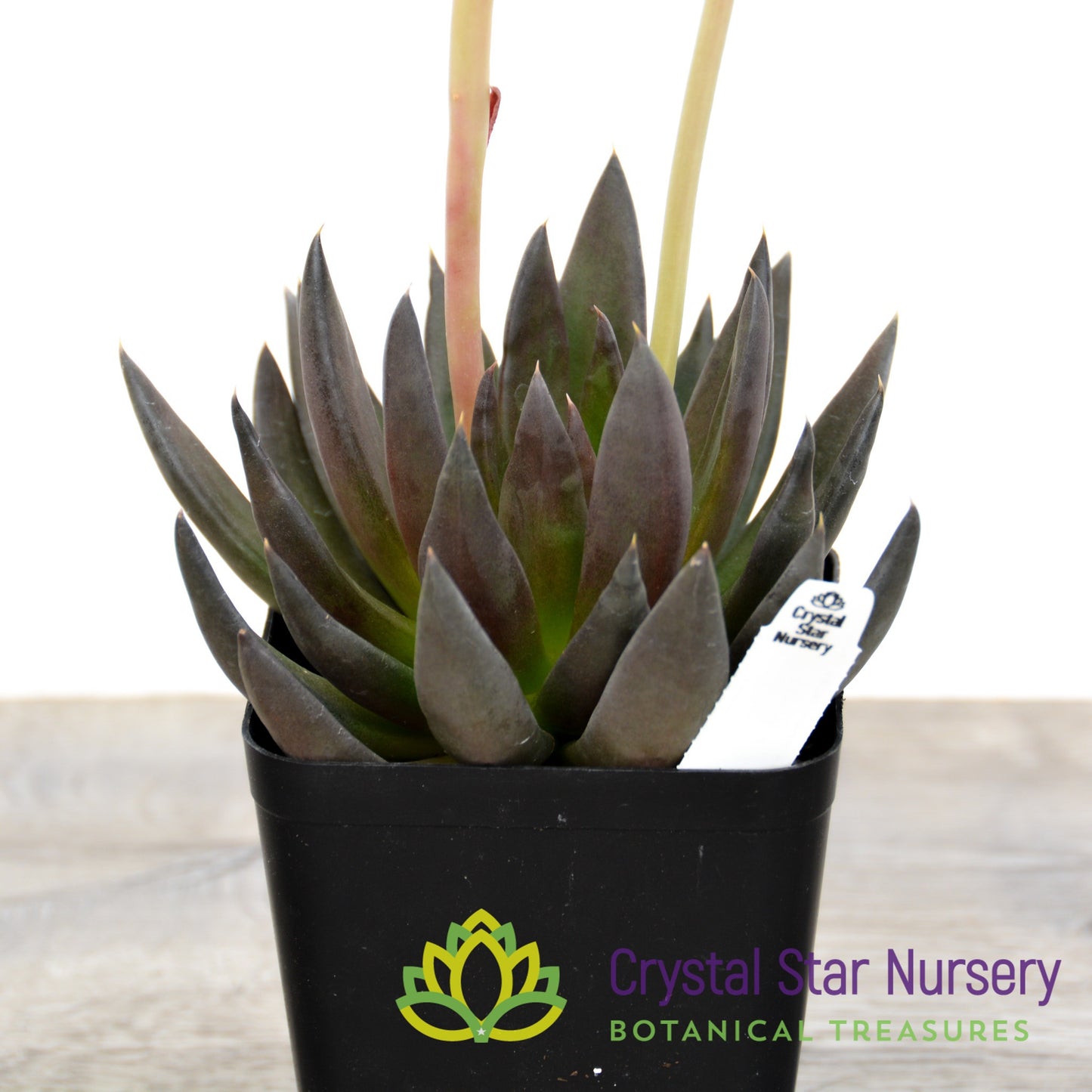 Echeveria Black Knight