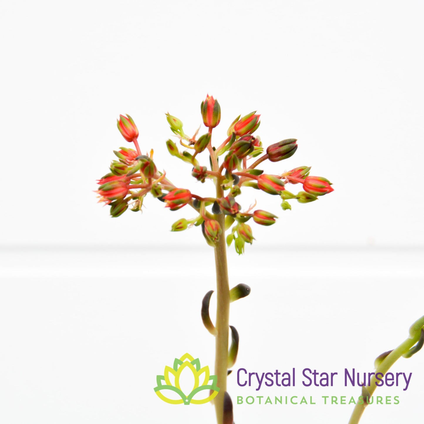 Echeveria Black Knight