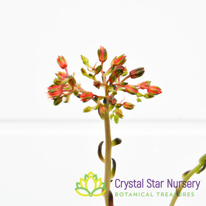 Echeveria Black Knight
