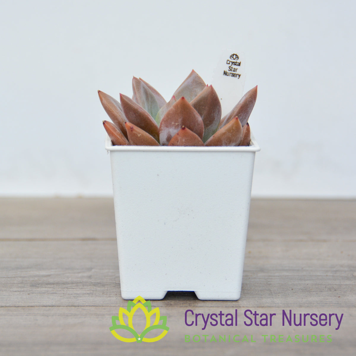 Echeveria Champagne