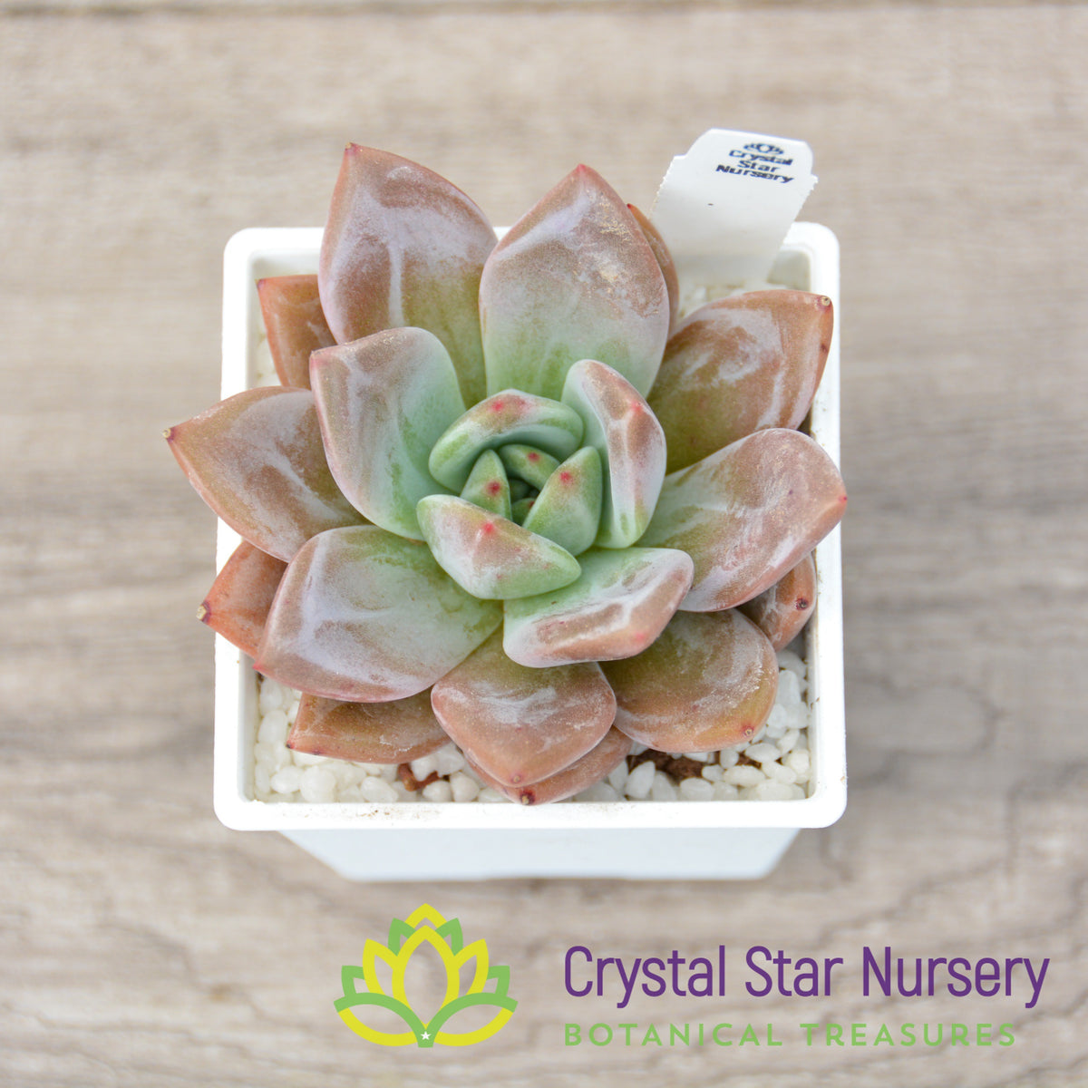 Echeveria Champagne
