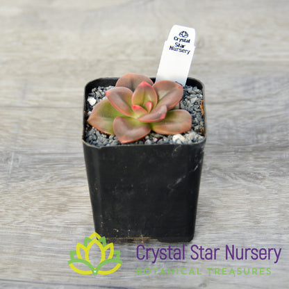 Echeveria Chroma