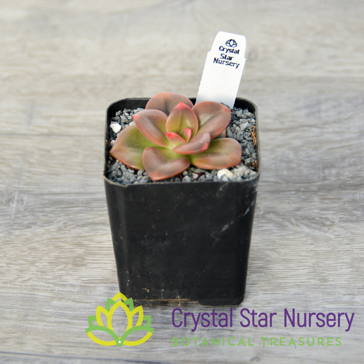 Echeveria Chroma