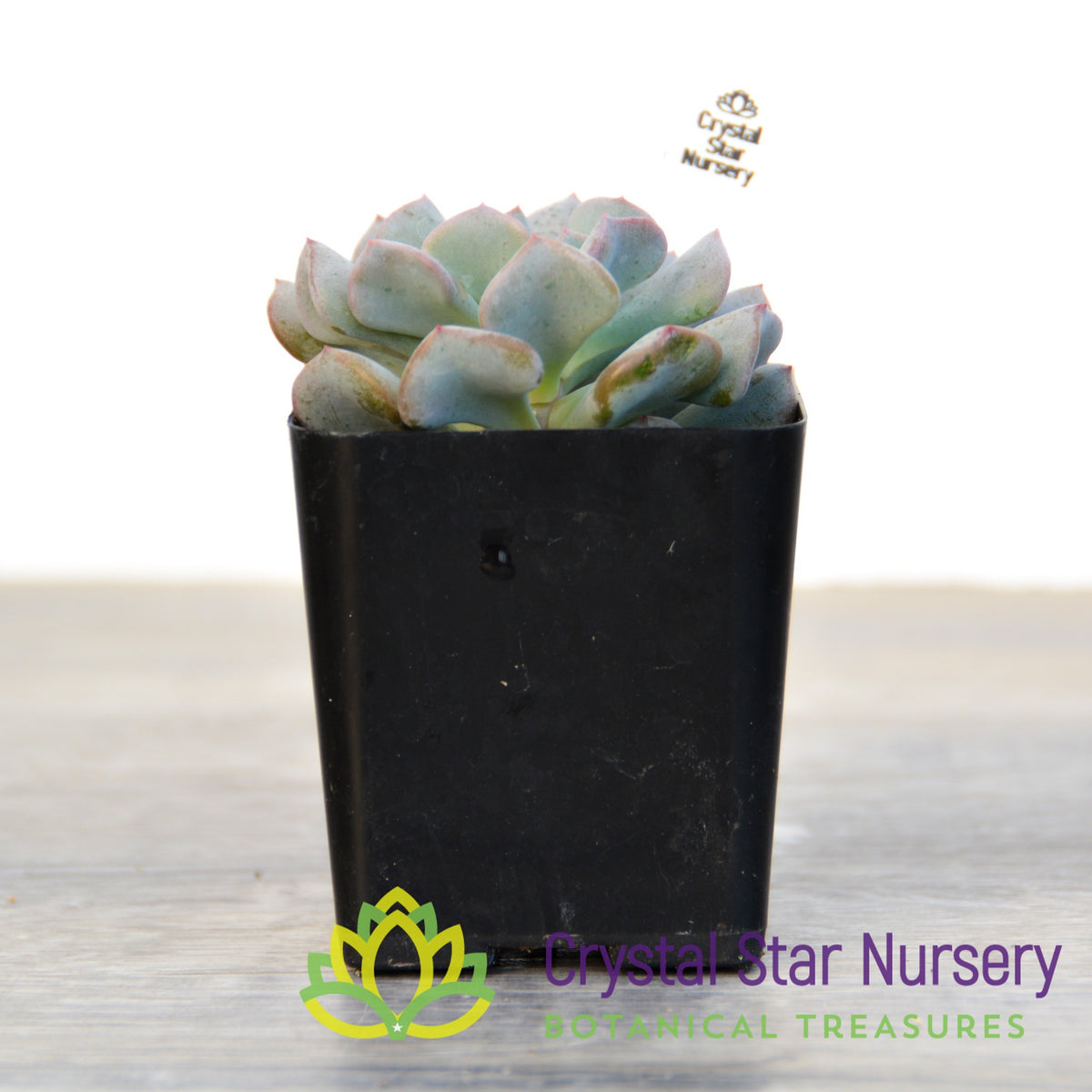 Echeveria Cubic Frost