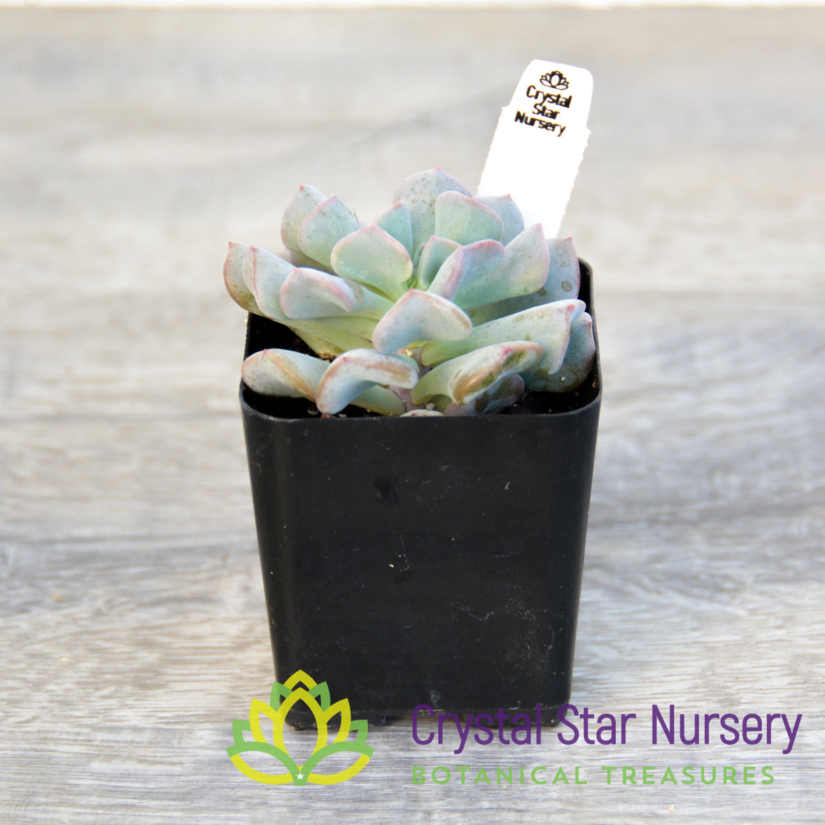 Echeveria Cubic Frost