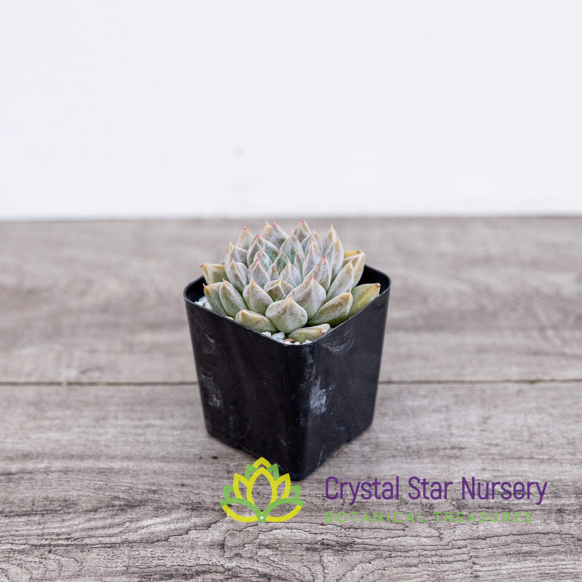 Echeveria Elsa