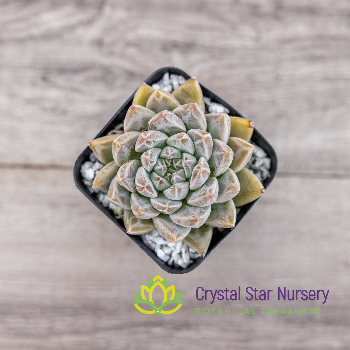 Echeveria Elsa