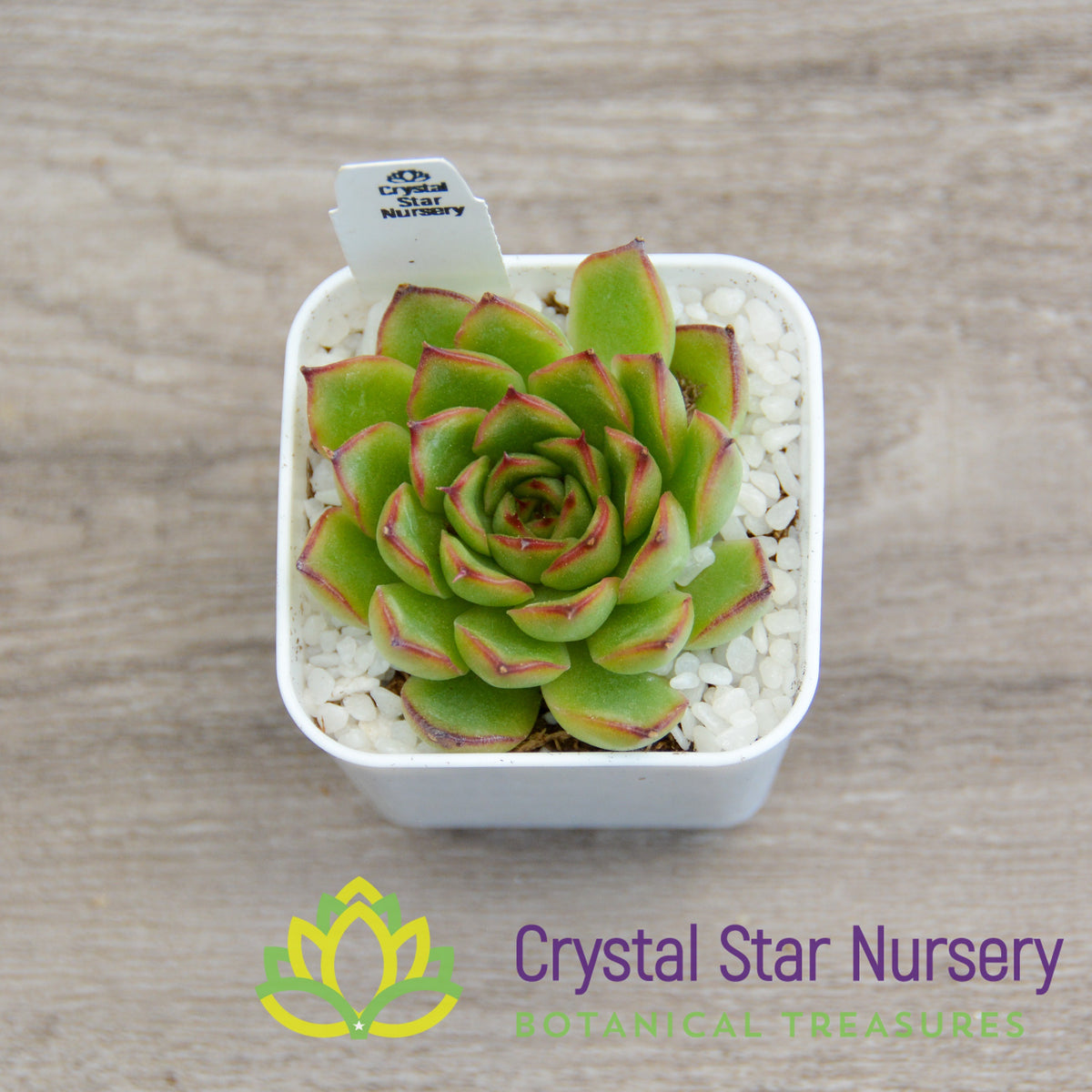 Echeveria Firefly