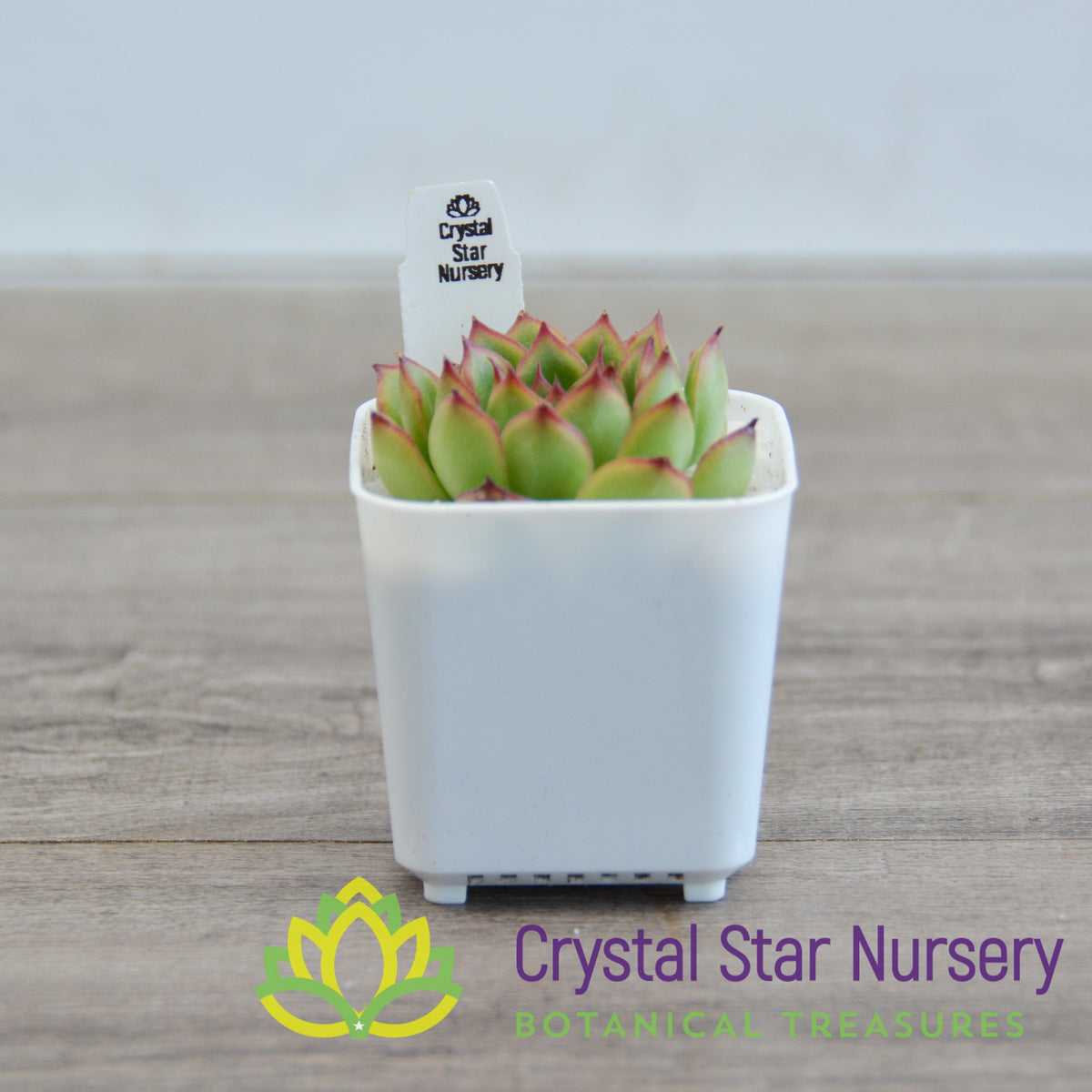 Echeveria Firefly