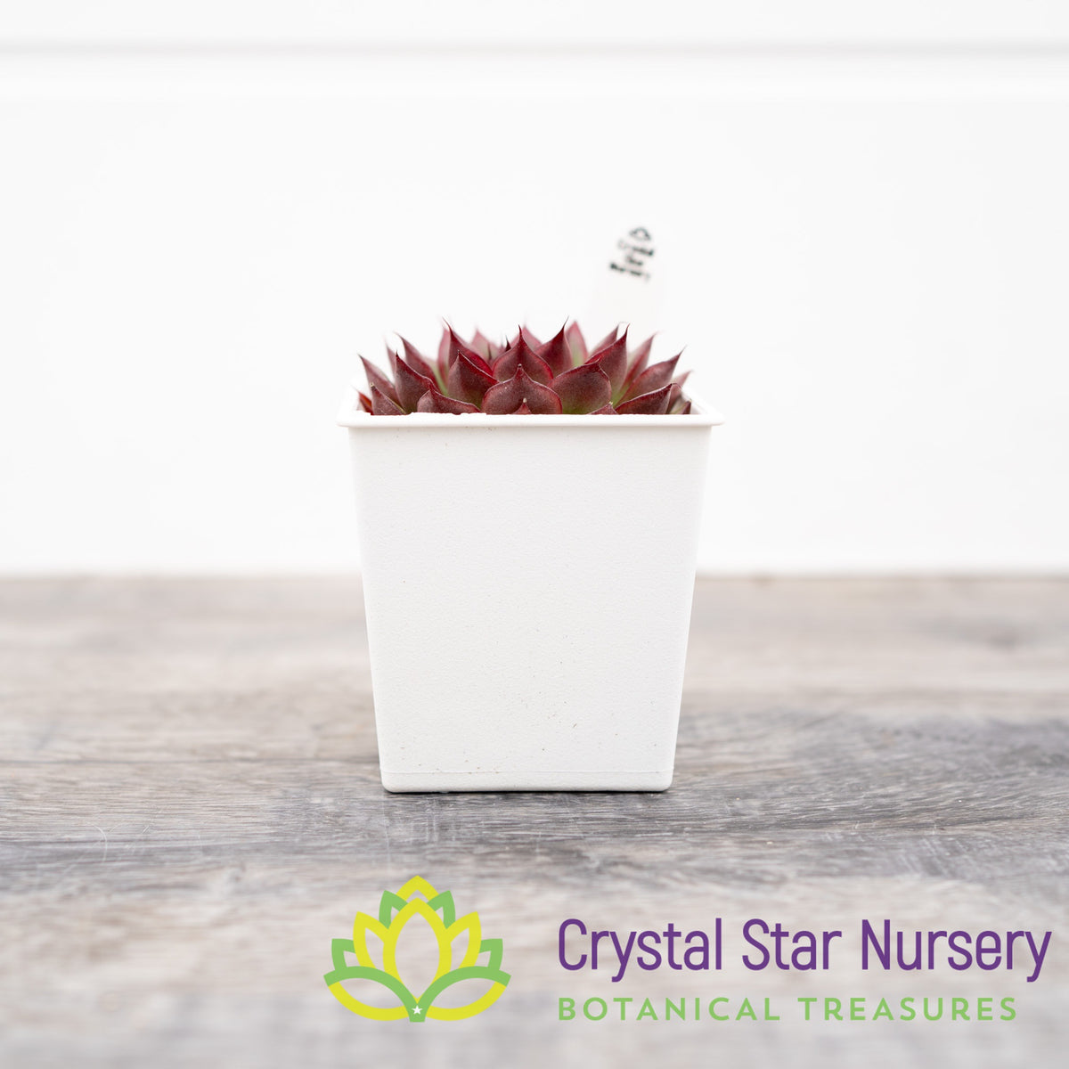 Echeveria Firefly
