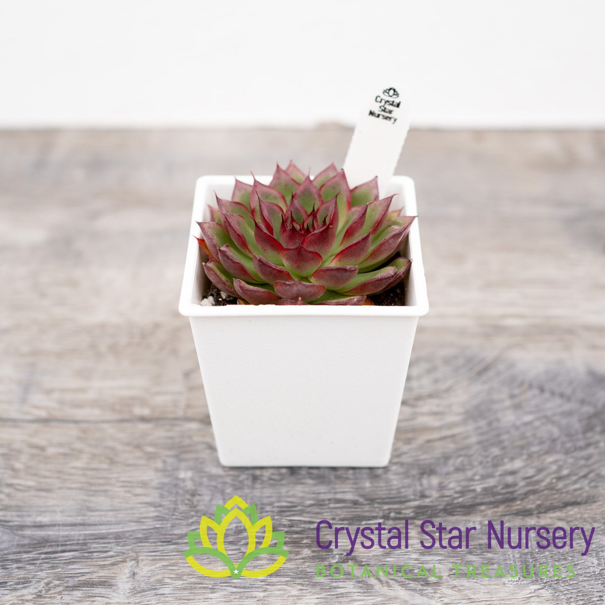 Echeveria Firefly